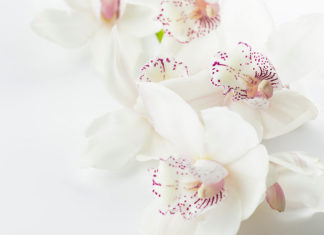 Kosmetyki do pielęgnacji intymnej