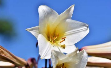 Lilie - prawdziwe królowe każdego ogrodu