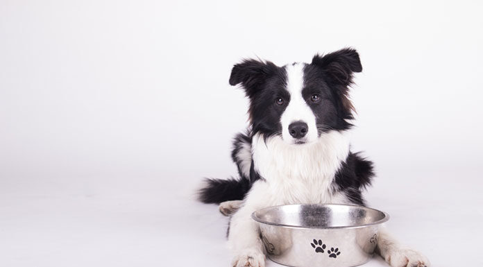 Czy można podawać dorosłemu psu karmę dla szczeniąt