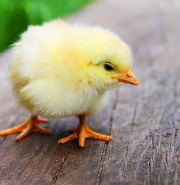 Co zrobić żeby kurczak nie był gumowy?