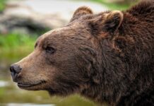 Czy Ursus jeszcze działa?
