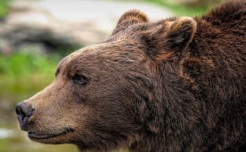 Czy Ursus jeszcze działa?