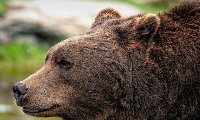 Czy Ursus jeszcze działa?
