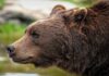 Czy Ursus to dobry ciągnik?