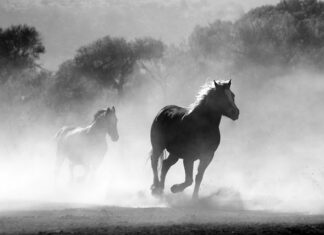 Jaka maska na pył? Jaka maska na pył?