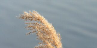 Czym się różnią Loafersy od mokasynów?