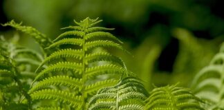 Czy waga jubilerską jest legalna?