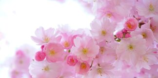 Do czego różowe mokasyny?