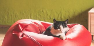 Czy karma dla kota po sterylizacji różni się od zwykłej karmy